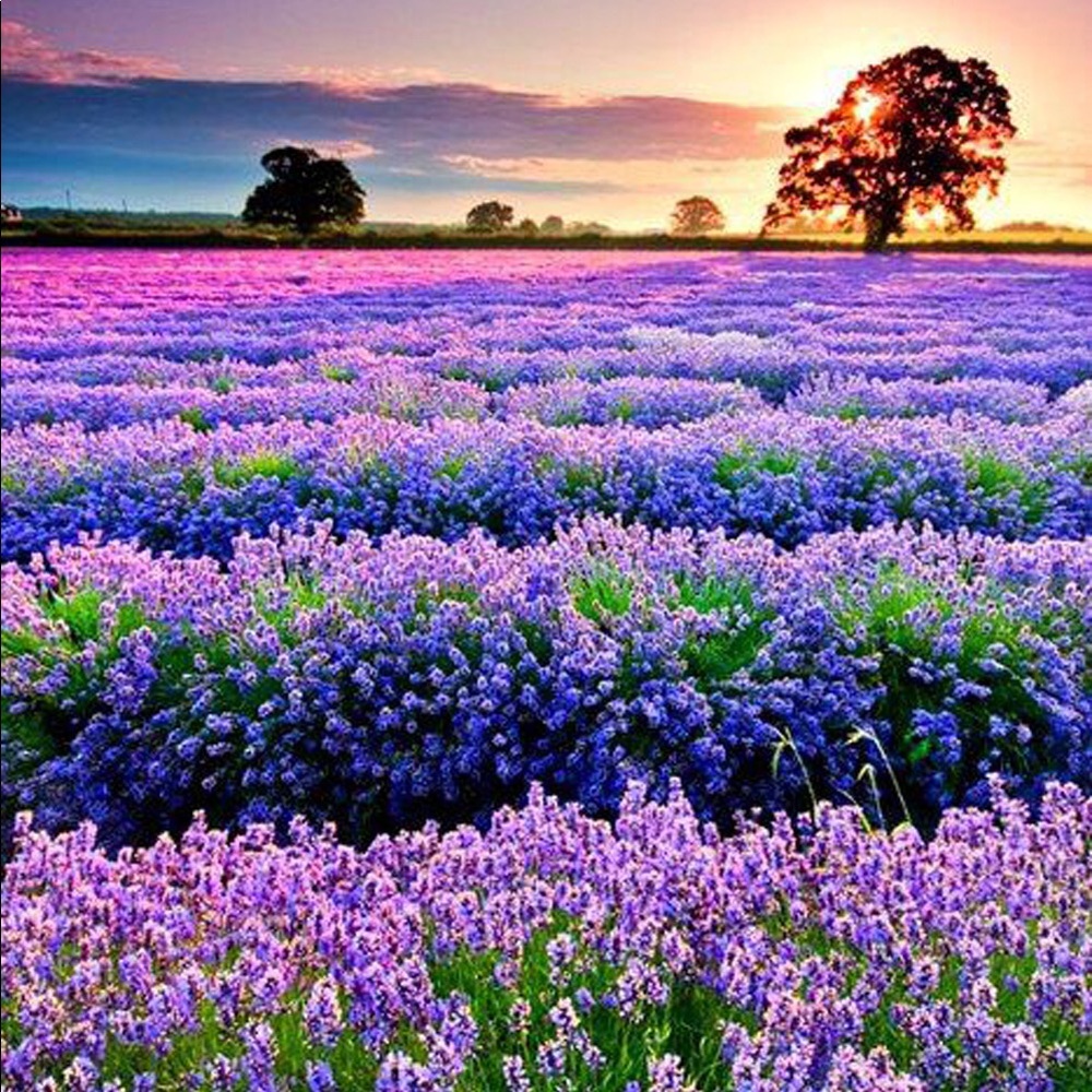 Meet your Posher, Mae